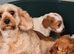 1 Lovely cavapoo female puppy for sale