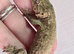 Leachianus Gecko F2 Tremper line Bayonnaise x Moro CB 25