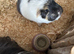 Pair of male guinea pigs