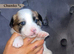 Adorable Jack Russell Mix Puppies – Ready to Find Their Forever Homes!