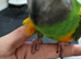 Female fully tame