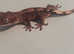 Cappuccino juvenile Crested geckos