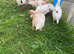 Sharmo American mix chickens