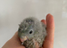 LAST ONE LEFT Handtame Baby Linnies