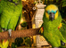 Beautiful Amazon Parrot &ndash; &pound;550