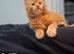 Beautiful ginger mainecoon boy