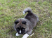 Amerikan akita boy puppy!