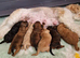 Five Cavapoochon pups left, ready now