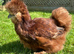 Bantam hens at pol