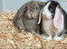2 mini lops ready to leave now