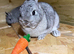 Netherland dwarf buck