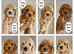 Toy Goldendoodles ~ READY TO LEAVE (UPDATED INFORMATION)