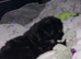 Minature poodle / chiwawaa