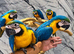 Stunning Baby HandReared Friendly Super Tame Cuddly Blue & Gold Macaw Parrot, 26
