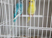 Breeding pairs of budgies
