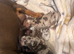 Kennel club Miniature Dachsund puppies