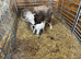 2 year old Herdwick ewe with Blue Texel ewe lamb at foot Llandysul