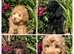READY NOW! Stunning Labradoodles (Miniature) From Health tested parents