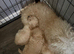3 beautiful girl toy poodles