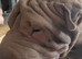 8 month old shar pei