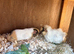 Retired sows