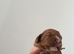 Female F1 Cavapoos dna health tested parents