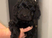 Cockapoo pups ready now