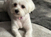 for sale maltese puppies