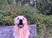 Golden Retriever for Stud