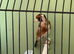 Goldfinch male very fit and healthy