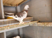 Pigeon for sale Turkish