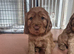 Golden red cocker spaniel puppies