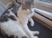 Maincoon x British short haired