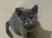 Lovely British shorthair kittens
