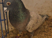 Lambretch cock bird
