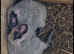 Pair of african greys