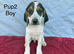 Beautiful beagle puppies for sale