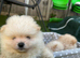 Stunning Cream & Wolf Sable Male Pomeranian Puppies