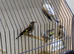 4 Grey goldfinchs Unknown sex f