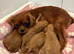 Cavapoo puppies F1