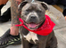 Kc Beautifull Blue Staff Puppies For Sale