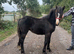 Dartmoor x Blagdon colt