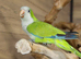 Baby Green Quaker,30