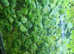 Frogbit & Water Lettuce. Floating plants