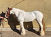 Pippi, 13.2 4yr old skewbald mare
