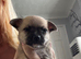 4 stunning chihuahua puppies