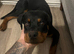 Rottweiler pup