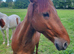 Part bred appaloosa 3 year old gelding 15.3hh