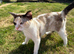 3 year old ragdoll cross female