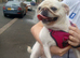 Girl pug